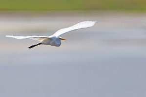 Great Egret 2.jpg