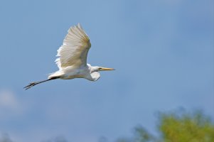 Great Egret 3.jpg