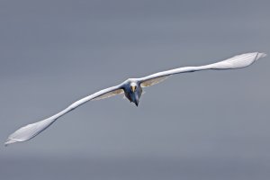 Great Egret 4.jpg