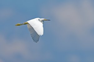 Snowy Egret.jpg