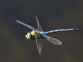 309A5439-DxO_Emperor_Dragonfly_Flying.jpg