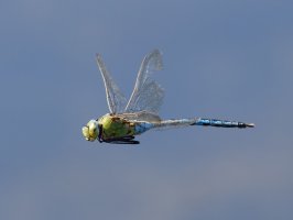309A5456-DxO_Emperor_Dragonfly_Flying-1.jpg