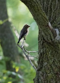 Cedar Waxwing.jpg