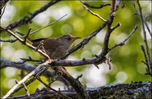 House Wren.jpg