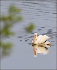 American White Pelican II.jpg