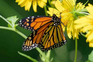 Danaus plexippus - Monarch Butterfly male 6_DxO.jpg