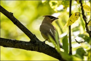 Cedar Waxwing II.jpg