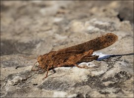 Sulphur-winged Grasshopper.jpg