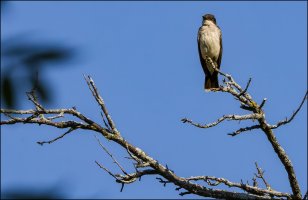 Eastern Kingbird II.jpg