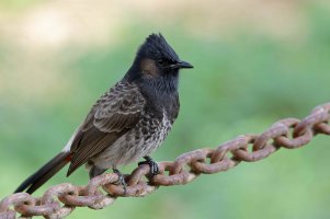 Pycnonotus cafer - Red-vented bulbul 4_DxO.jpg