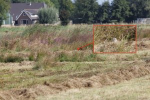 20240821 1027 IMG_0531 Canon EOS R5m2 - Canon RF 100-500mm F4.5-7.1L IS USM at 500 mm - 81.91 ...jpg