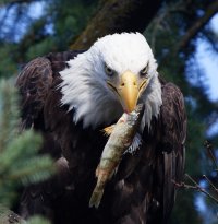 309A5951-DxO_Bald_Eagle_Eating_fish_crop.jpg