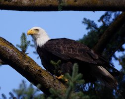 309A6036-DxO_Bald_Eagle_full_view.jpg