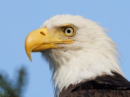 309A6074-DxO_Bald_Eagle_Face.jpg