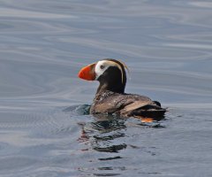 309A6291-DxO_Tufted_Puffin_sh.jpg
