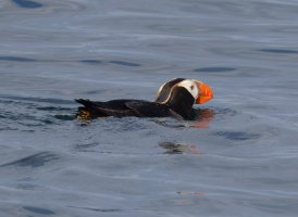 309A6335-DxO_Tufted_Puffin.jpg