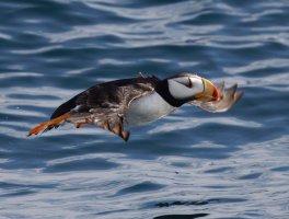 309A6633-DxO_Horned_Puffin_Flying_crop.jpg