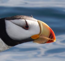 309A6634-DxO_Horned_Puffin_Flying_Horns.jpg