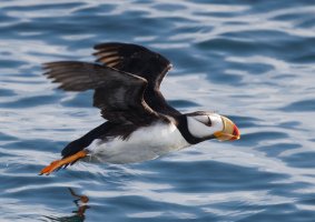 309A6636-DxO_Horned_Puffin_Flying_crop.jpg