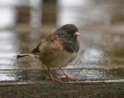 309A6921-DxO_Dark_Eyed_Junco.jpg 309A6921-DxO_Dark_Eyed_Junco.jpg