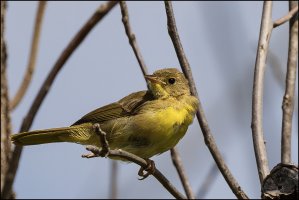Common Yellowthroat Warbler.jpg