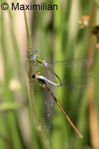 emerald_damselfly_2024_01.JPG