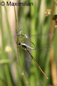emerald_damselfly_2024_02.JPG