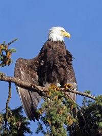 309A6971-DxO_Bald_Eagle_1000mm_43-ls-sshaut.jpg