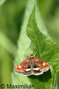 mint_moth_2024_01.JPG