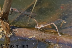 winter_damselfly_2024_10.JPG