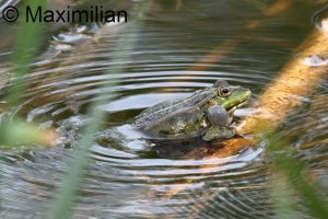 water_frog_2024_06.JPG