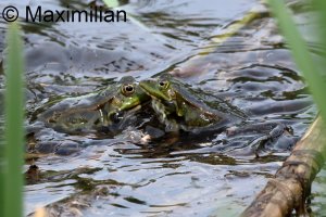 water_frog_2024_07.JPG