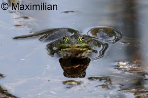 water_frog_2024_08.JPG