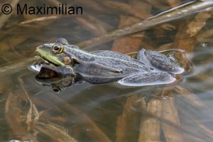 water_frog_2024_09.JPG