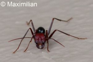 carpenter_ant_Rhodes_2024_01.JPG carpenter_ant_Rhodes_2024_01.JPG