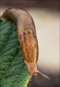 Threeband gardenslug.jpg