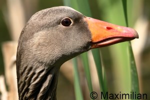 goose_grey_2024_05.JPG