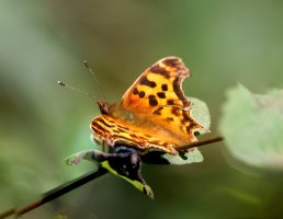 Satyr_comma_butterfly_stack.jpg