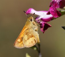 309A7557-DxO_Woodland_skipper_butterfly.jpg