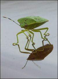 Green Stink Bug.jpg
