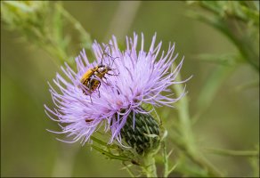 Goldenrod Soldier Beetle.jpg