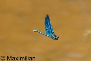 demoiselle_2024_04.JPG