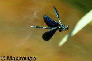 demoiselle_2024_07.JPG