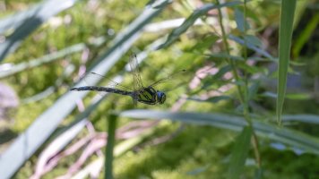 mehr rf100 dif_03.jpg