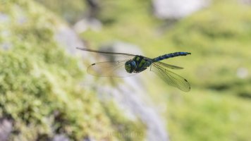 mehr rf100 dif_02.jpg