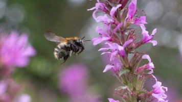 biene und Blutweiderich.jpg