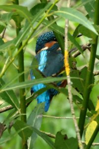 kingfisher_2024_06.JPG