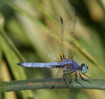 309A7635-DxO_Blue_dasher_dragonfly_1000mm-lss.jpeg