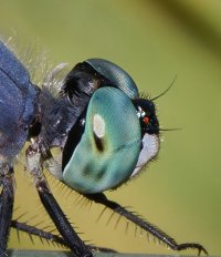 309A7635-DxO_Blue_dasher_dragonfly_1000mm-lss crop.jpeg