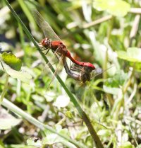 309A8202-DxO_Cherry-faced_meadowhawk_Dragonfly_coupling.jpg